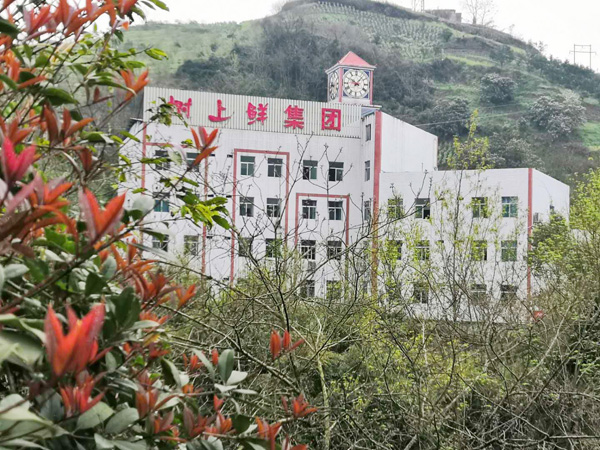 樹(shù)上鮮花椒基地